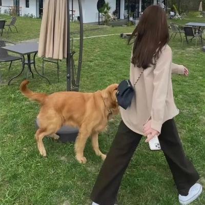 红犬历险记